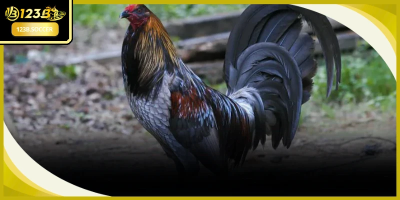 Bí Quyết Chọn Gà Chọi Hay