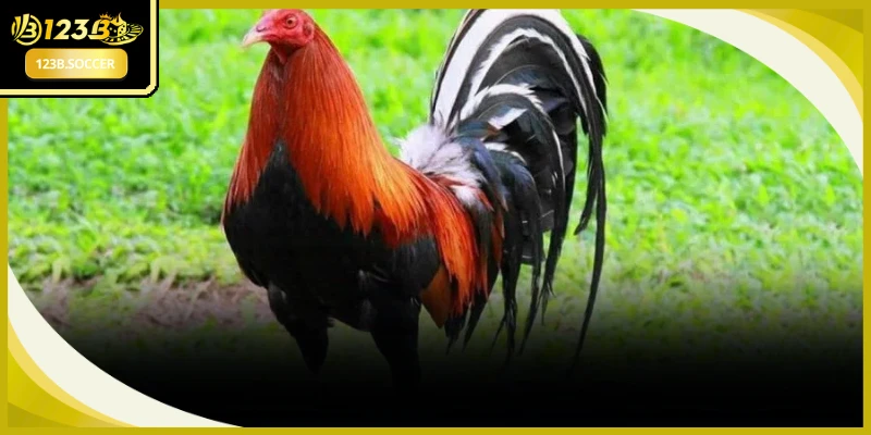 Nhận diện những đòn đánh hiểm hóc trong bí quyết chọn gà chọi hay
