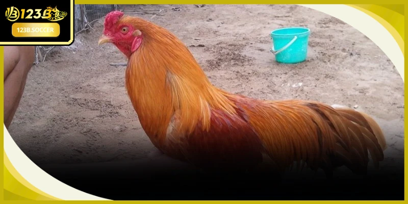 Bí quyết chọn gà chọi hay nhờ việc đánh giá ngoại hình cực kỳ chuẩn xác