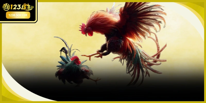 Chiến kê vần đòn mạnh mẽ tạo ra những khoảnh khắc nghẹt thở từng giây phút.