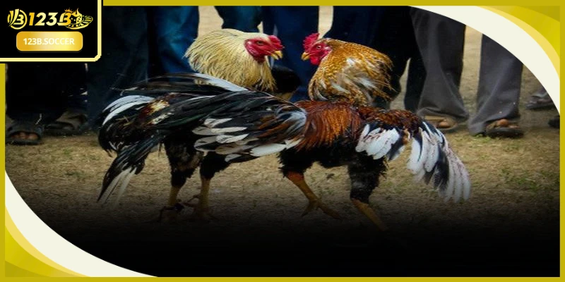 Những dòng chiến kê sở hữu đặc tính thân hình đặc thù phù hợp lối đá cựa dao