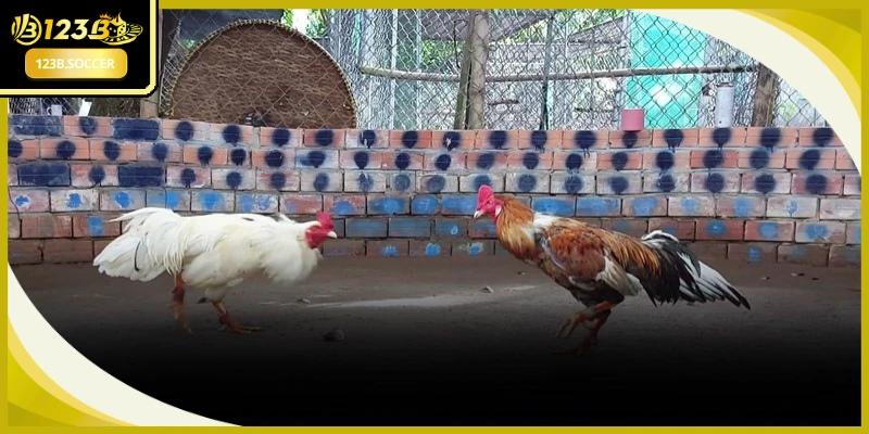 Kinh nghiệm soi kèo chuẩn xác hỗ trợ cược thủ nâng cao tỷ lệ chiến thắng