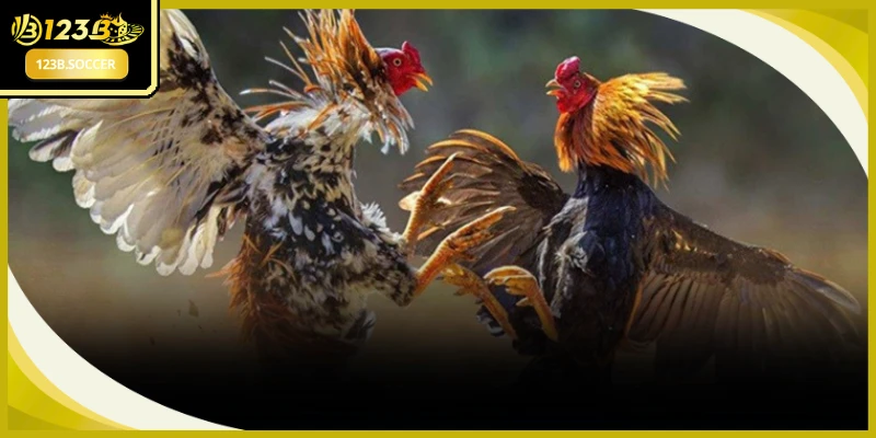 Môi trường sới đấu chuyên nghiệp mang lại những màn tranh tài mãn nhãn