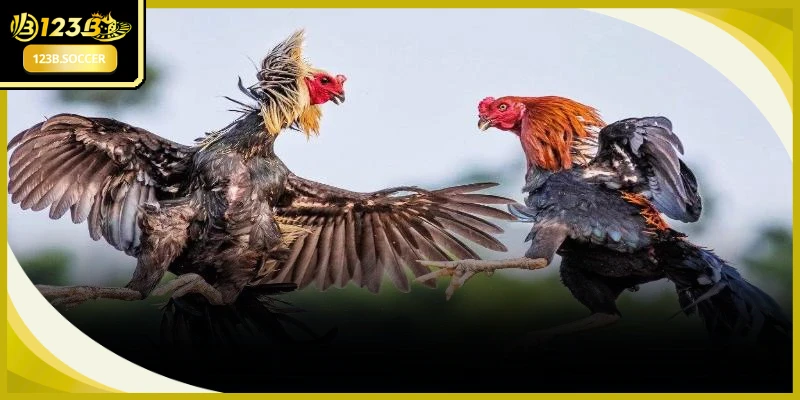 Nắm vững các phương pháp phân tích đá gà tre Thomo thực tế và hiệu quả