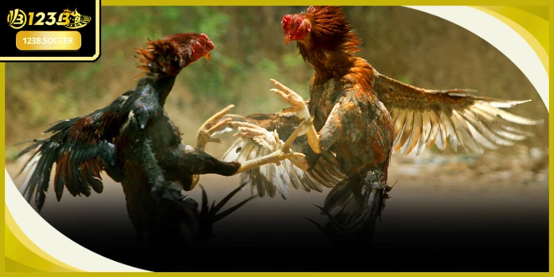 Đấu trường chọi gà đẳng cấp mang tới không gian giải trí vô cùng tuyệt vời